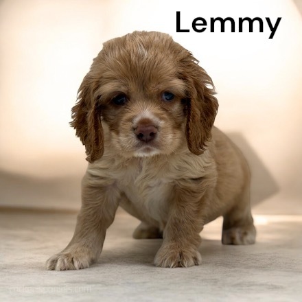 puppy, for, sale, Cocker Spaniel, Joe & Cherri  Overlease, dog, breeder, Miller, MO, dog-breeder, puppy-for-sale, forsale, nearby, find, puppyfind, locator, puppylocator, aca